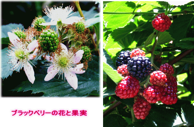 ブラックベリー　花と果実